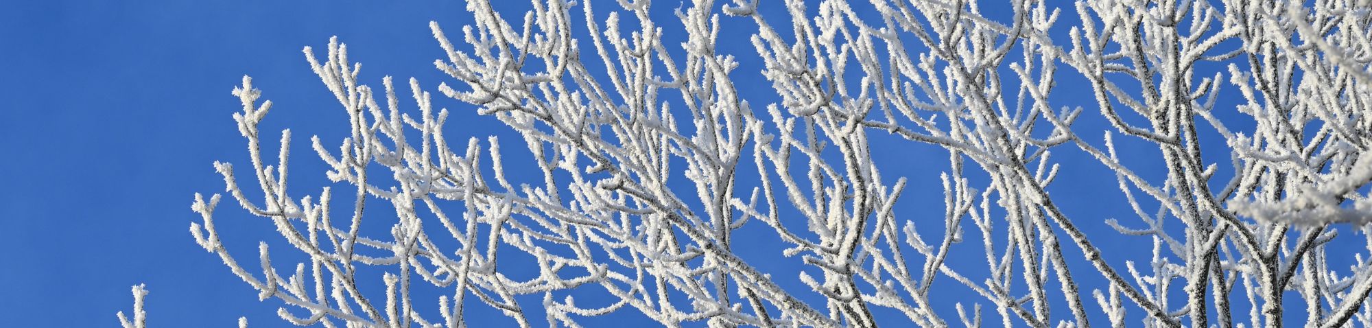 Raureif, (c) Franziska Steinke/NABU-naturgucker.de