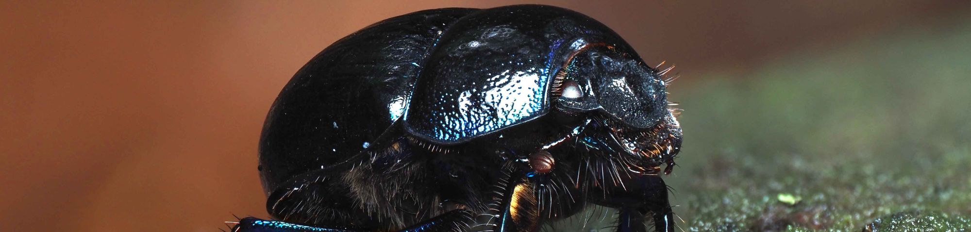 Wald-Mistkäfer (Anoplotrupes stercorosus), (c) Bernhard Konzen/NABU-naturgucker.de