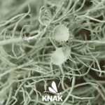 Bartflechte-usnea_VNP