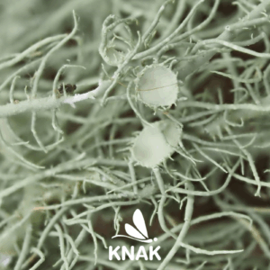 Bartflechte-usnea_VNP