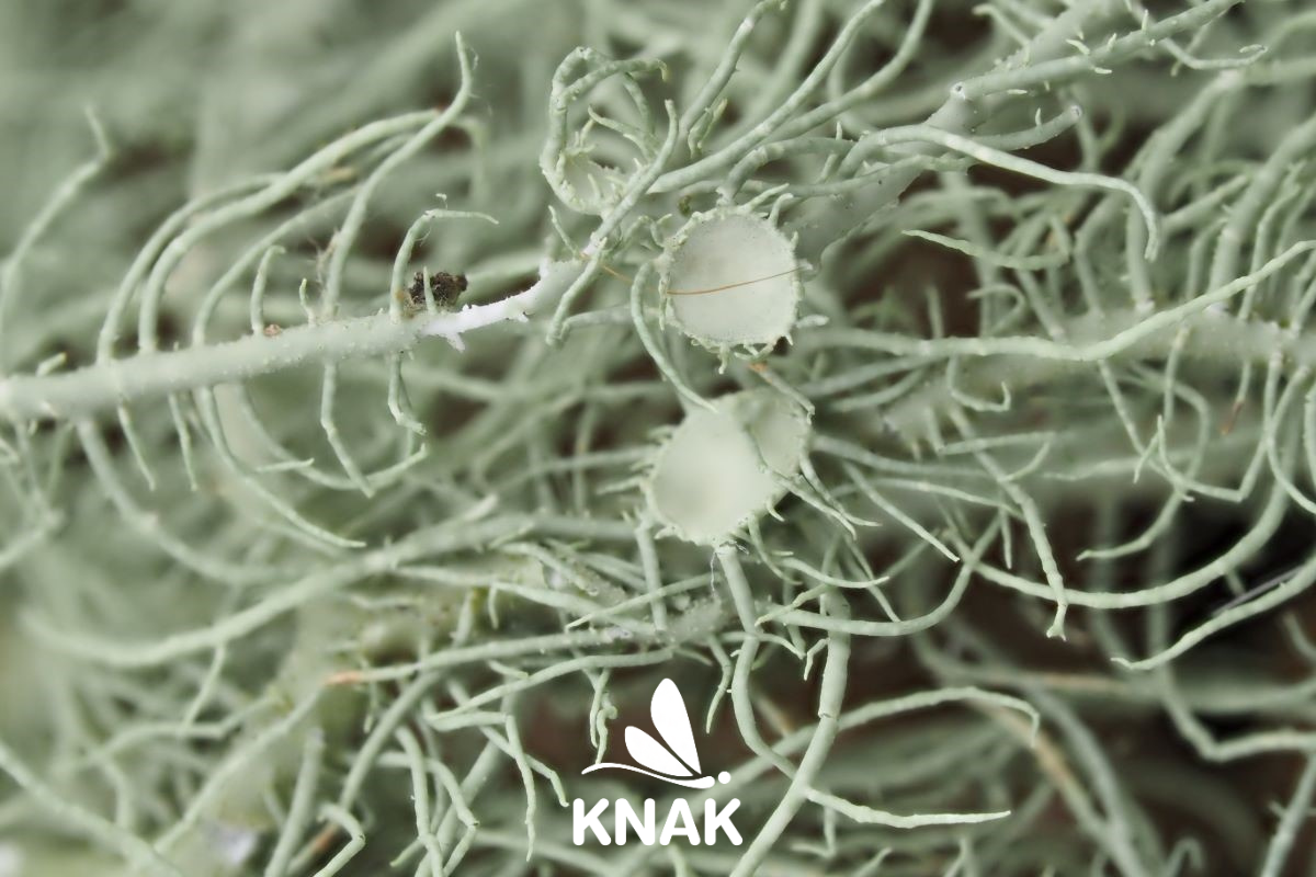 Bartflechte-usnea_VNP