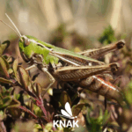 Gemeiner Grashüpfer (Pseudochorthippus parallelus), (c) VNP Stiftung Naturschutzpark Lüneburger Heide