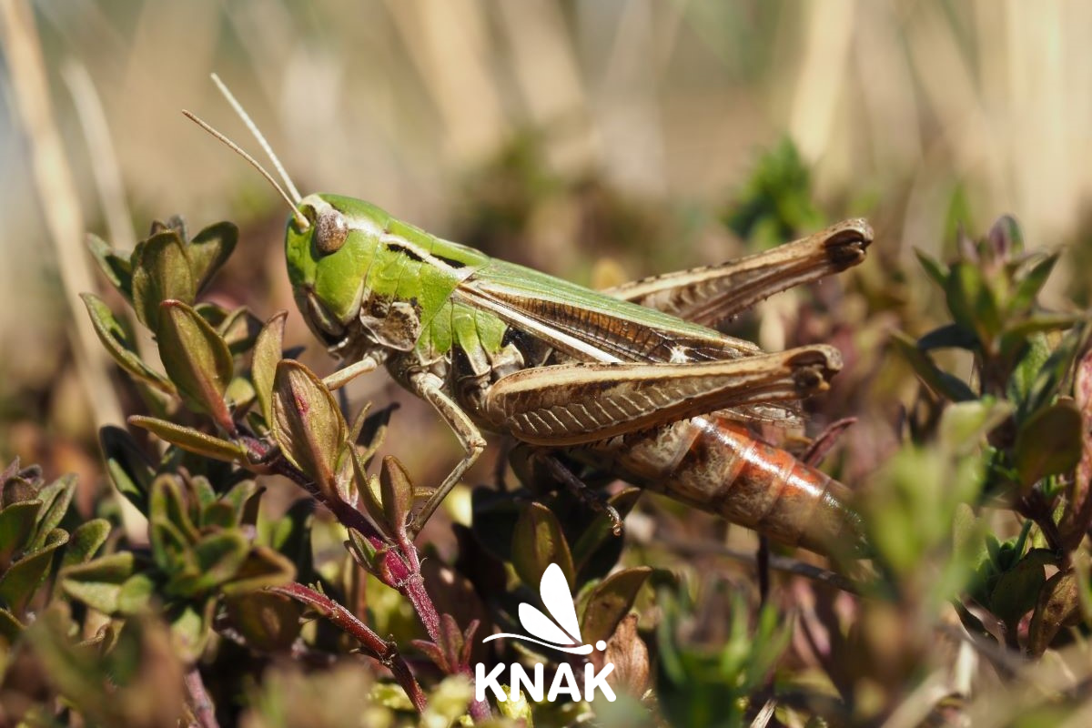 Gemeiner Grashüpfer (Pseudochorthippus parallelus), (c) VNP Stiftung Naturschutzpark Lüneburger Heide