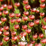 Glashaar-Widertonmoos (Polytrichum piliferum), (c) VNP Stiftung Naturschutzpark Lüneburger Heide