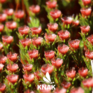 Glashaar-Widertonmoos (Polytrichum piliferum), (c) VNP Stiftung Naturschutzpark Lüneburger Heide