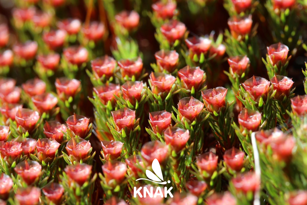 Glashaar-Widertonmoos (Polytrichum piliferum), (c) VNP Stiftung Naturschutzpark Lüneburger Heide