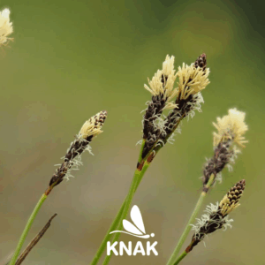 Heide-Segge (Carex ericetorum), (c) VNP Stiftung Naturschutzpark Lüneburger Heide