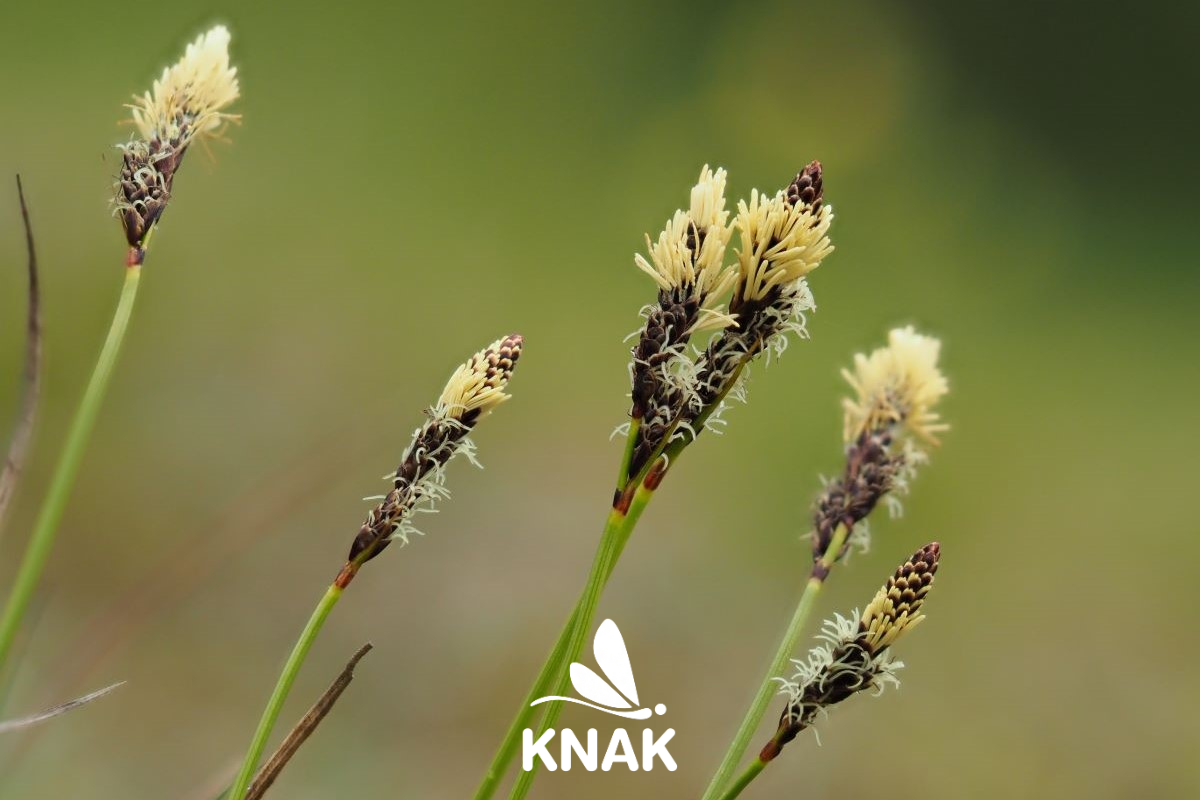 Heide-Segge (Carex ericetorum), (c) VNP Stiftung Naturschutzpark Lüneburger Heide