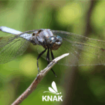Kleiner Blaupfeil (Orthetrum coerulescens), (c) VNP Stiftung Naturschutzpark Lüneburger Heide