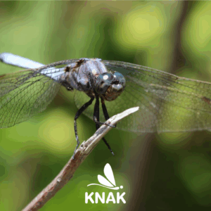 Kleiner Blaupfeil (Orthetrum coerulescens), (c) VNP Stiftung Naturschutzpark Lüneburger Heide