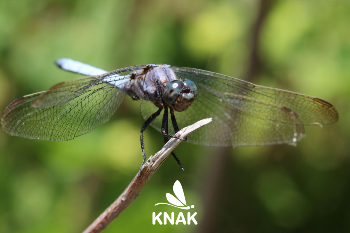 Kleiner Blaupfeil (Orthetrum coerulescens), (c) VNP Stiftung Naturschutzpark Lüneburger Heide