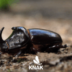 Nashornkäfer (Oryctes nasicornis), (c) VNP Stiftung Naturschutzpark Lüneburger Heide