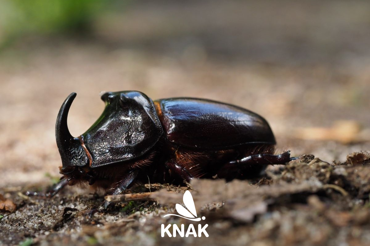 Nashornkäfer (Oryctes nasicornis), (c) VNP Stiftung Naturschutzpark Lüneburger Heide