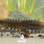 Teichmolch (Lissotriton vulgaris), (c) VNP Stiftung Naturschutzpark Lüneburger Heide