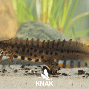 Teichmolch (Lissotriton vulgaris), (c) VNP Stiftung Naturschutzpark Lüneburger Heide