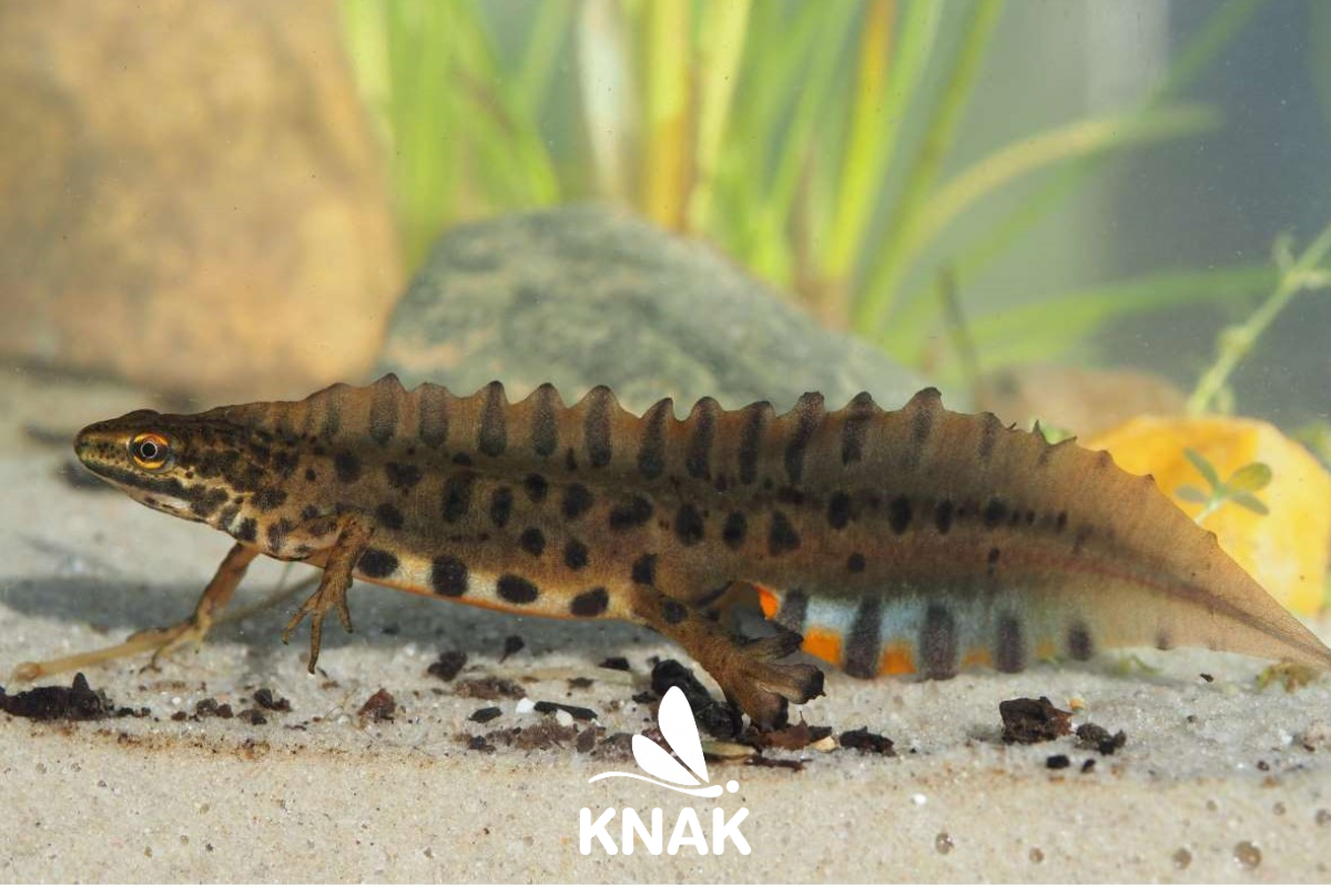 Teichmolch (Lissotriton vulgaris), (c) VNP Stiftung Naturschutzpark Lüneburger Heide