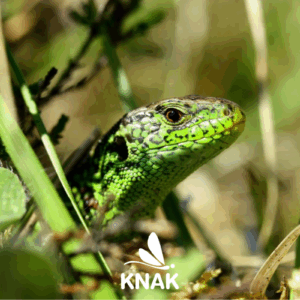 Zauneidechse (Lacerta agilis), (c) VNP Stiftung Naturschutzpark Lüneburger Heide