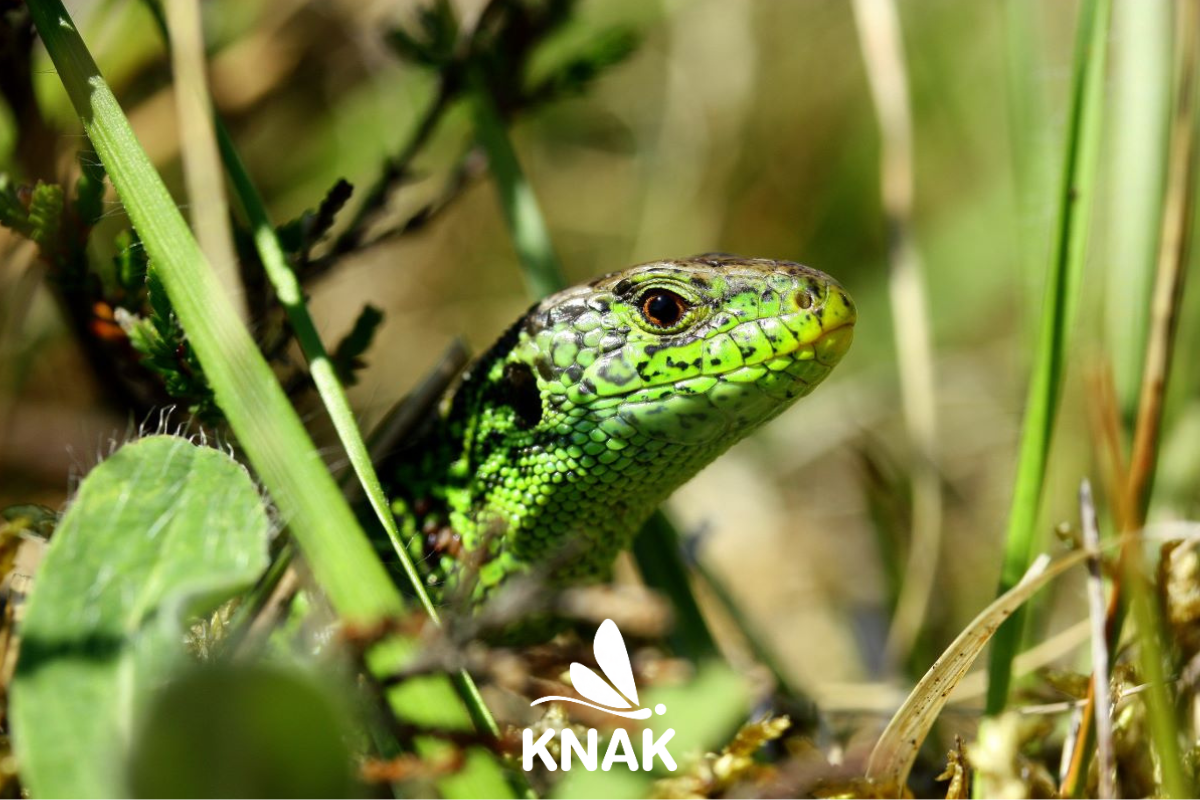 Zauneidechse (Lacerta agilis), (c) VNP Stiftung Naturschutzpark Lüneburger Heide