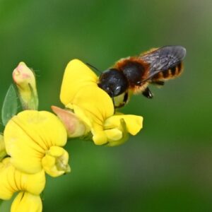 Goldene Schneckenhaus-Mauerbiene (Osmia aurulenta), (c) Christine Lattke/NABU-naturgucker.de