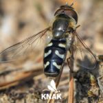 Späte Großstirnschwebfliege (Scaeva pyrastri), (c) Istvan und Sabine Palfi/NABU-naturgucker.de