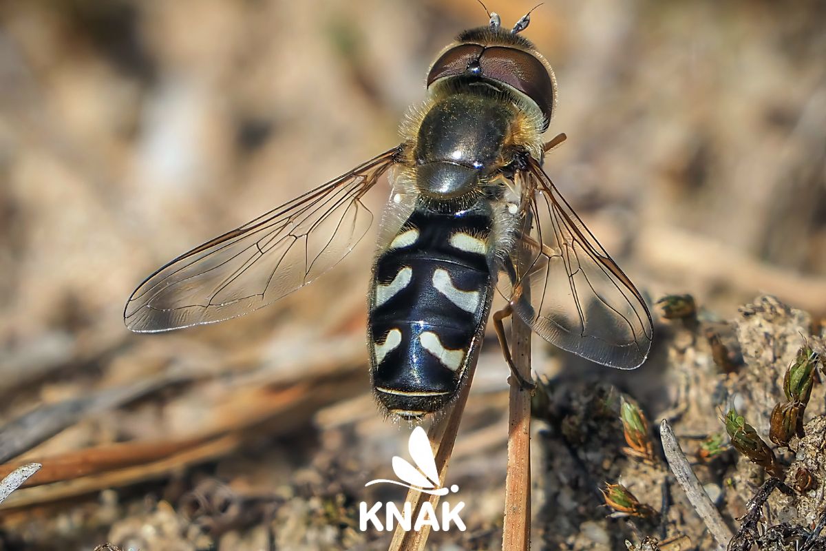 Späte Großstirnschwebfliege (Scaeva pyrastri), (c) Istvan und Sabine Palfi/NABU-naturgucker.de