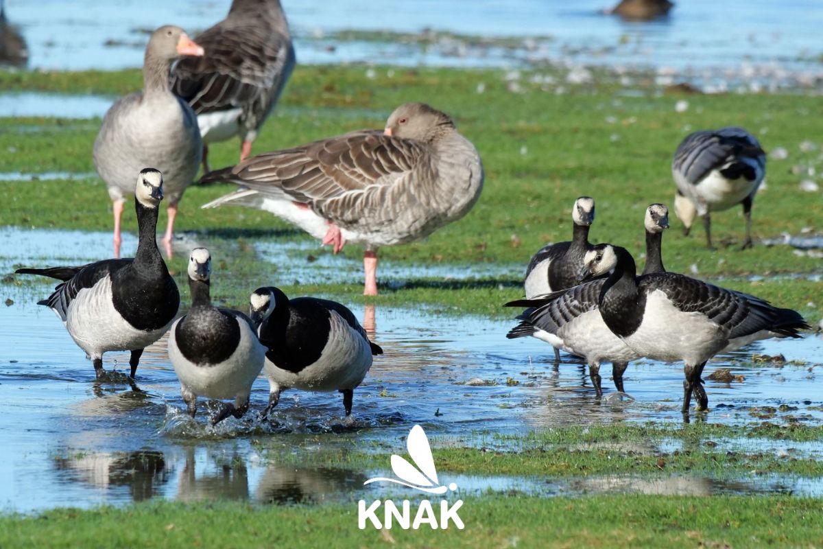 Weißwangengans (Branta leucopsis), (c) Hermann Daum/NABU-naturgucker.de