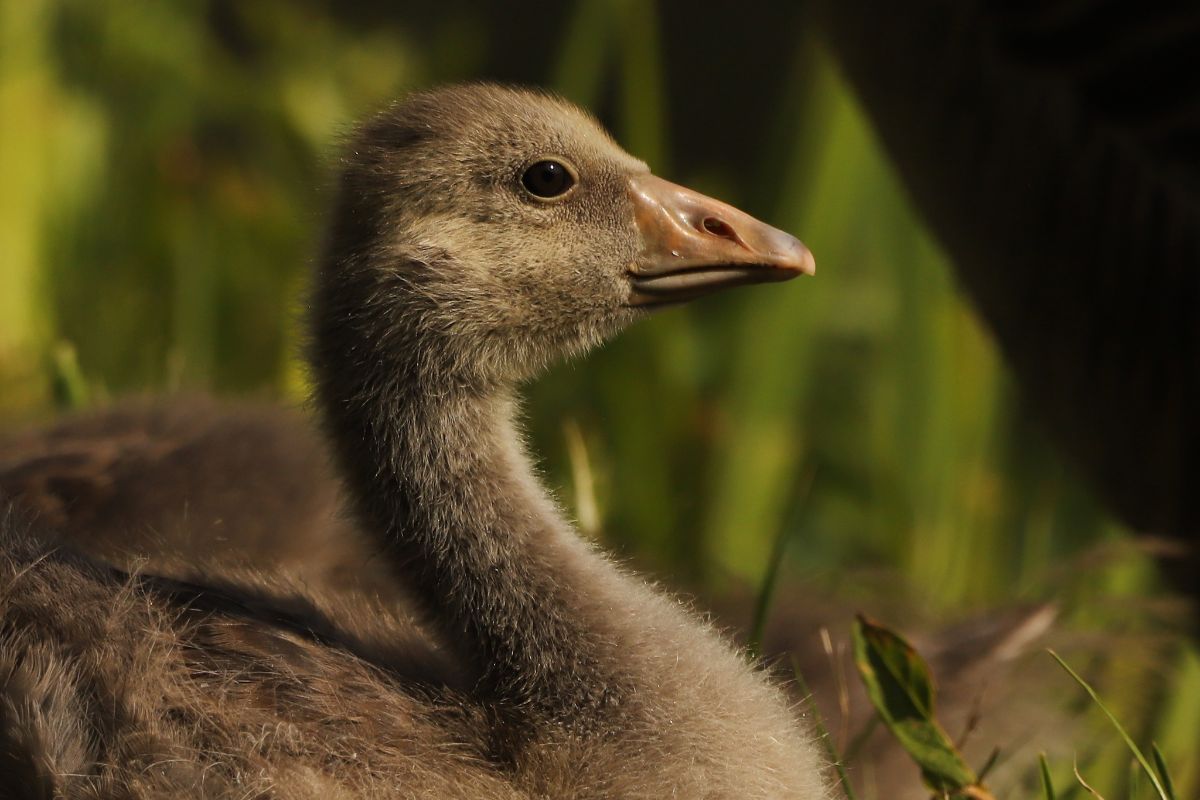 Graugans (Anser anser), (c) Frank Beisheim/NABU-naturgucker.de