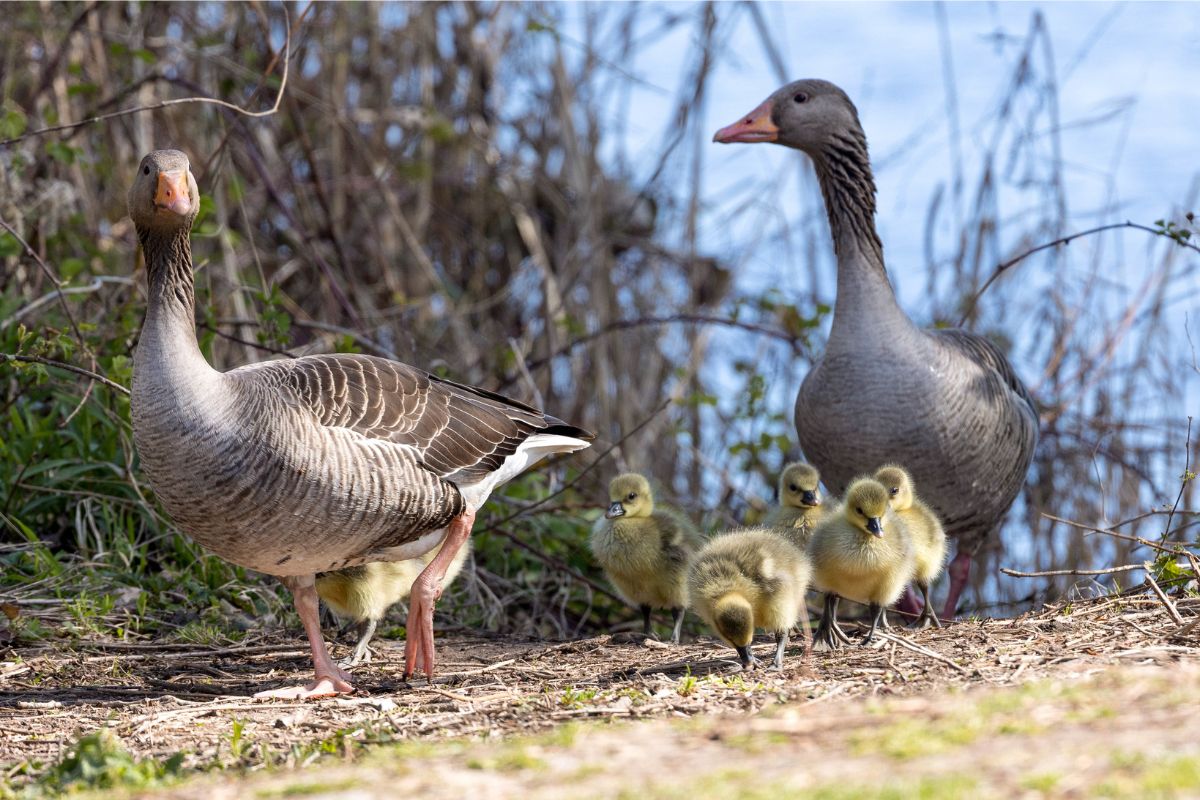 Graugans (Anser anser), (c) Franz Rothenhäusler/NABU-naturgucker.de