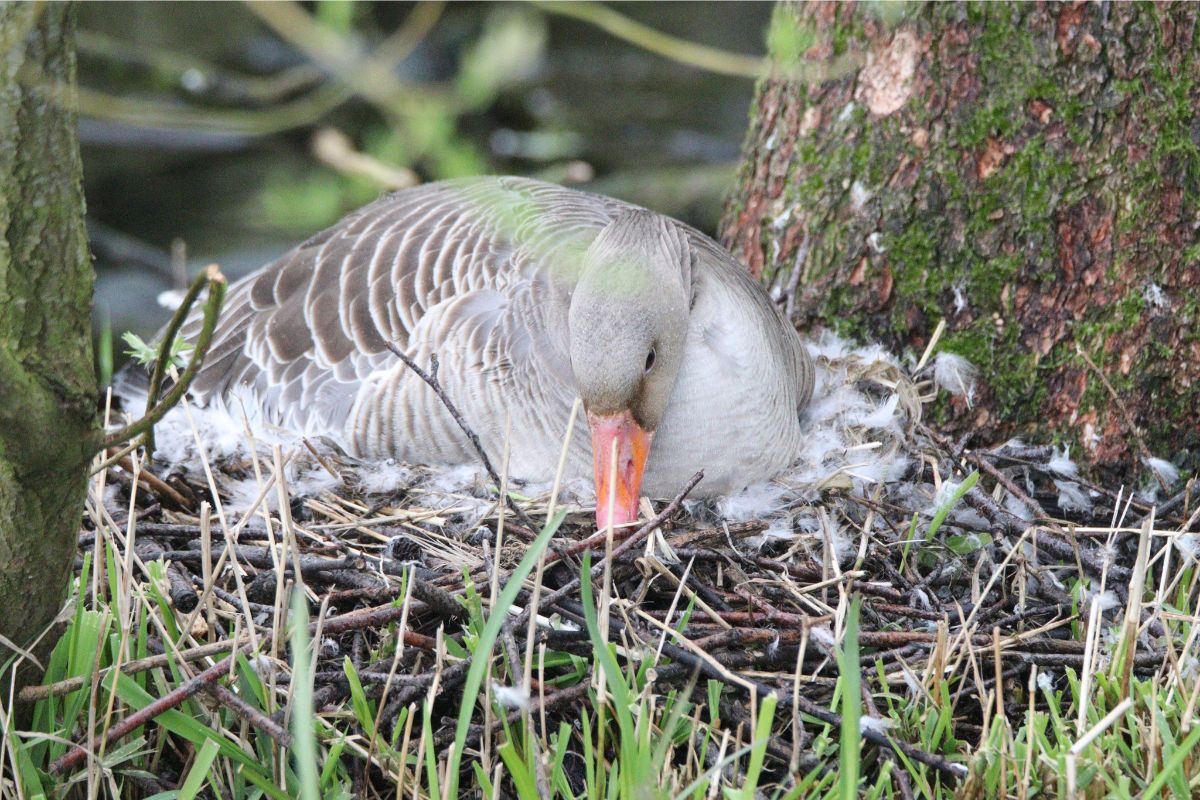 Graugans (Anser anser), (c) Marcus Döhring/NABU-naturgucker.de