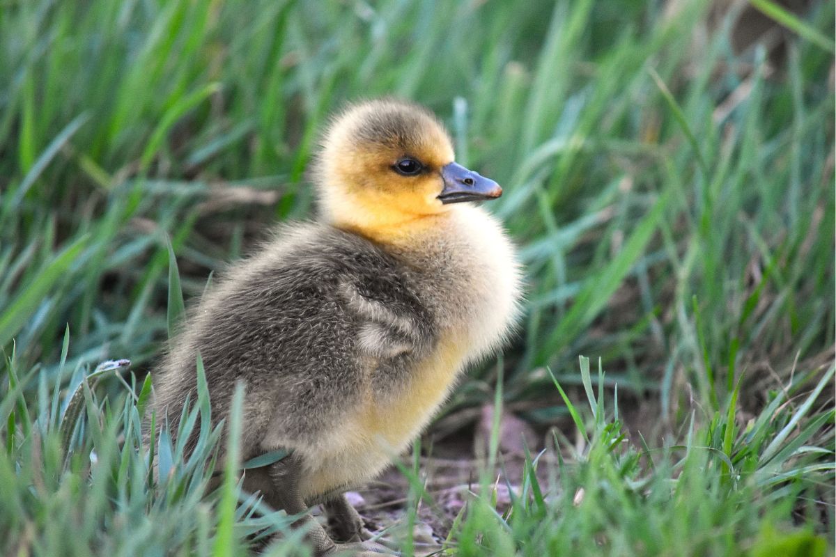 Graugans (Anser anser), (c) Winnie Hübner/NABU-naturgucker.de