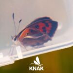 Ein großer Feuerfalter mit einem Defekt.