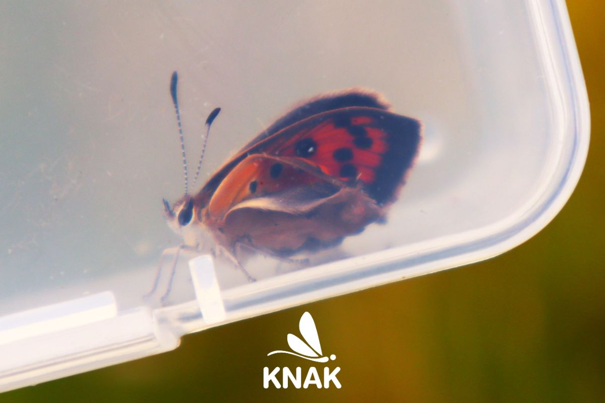 Ein großer Feuerfalter mit einem Defekt.