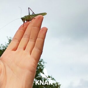 Heuschrecke auf einer Hand