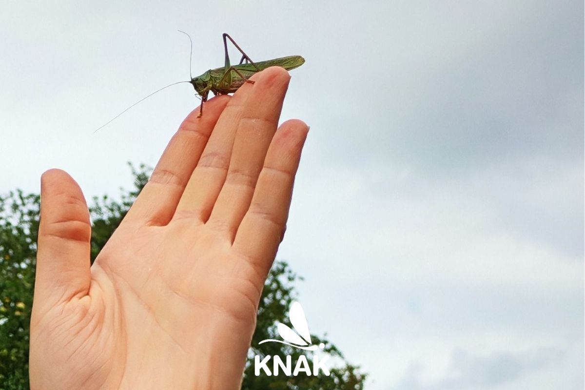 Heuschrecke auf einer Hand