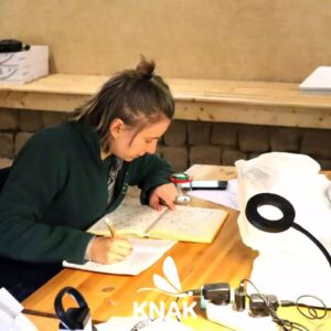 Eine Frau erarbeitet sich Wissen über Insekten in der BUND-Insektenstation.