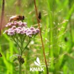 Schwebfliege (Eristalis sp.) auf einer Blüte