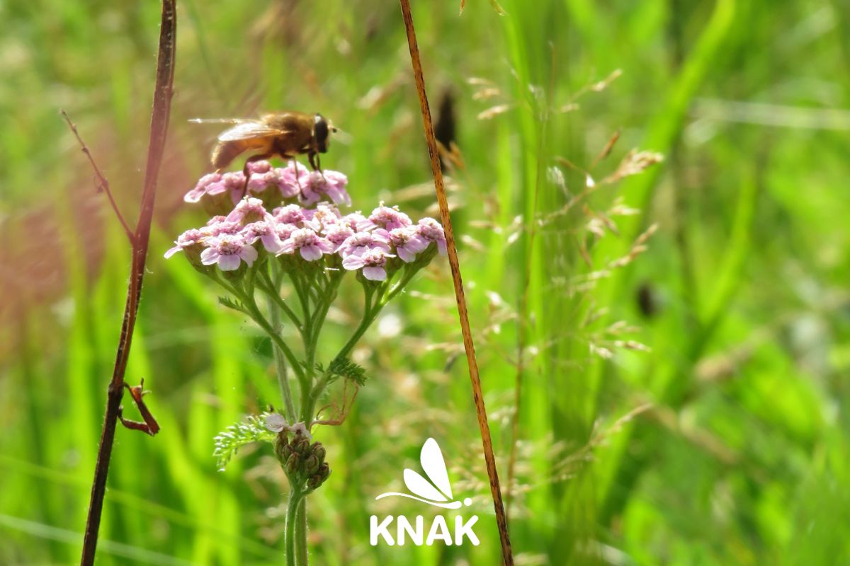 Schwebfliege (Eristalis sp.) auf einer Blüte