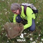 Eine Frau bestimmt Insekten im Gelände.