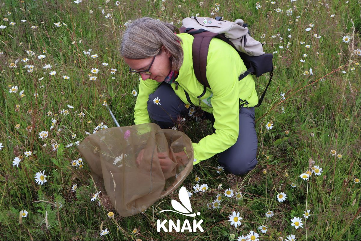 Eine Frau bestimmt Insekten im Gelände.