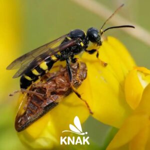 Zikaden-Grabwespe (Gorytes laticinctus)