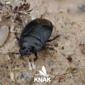 Eine Erdwanze (Sehirus luctuosus)