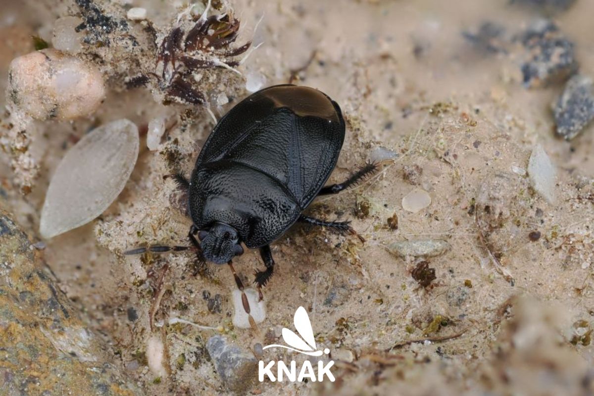 Eine Erdwanze (Sehirus luctuosus)