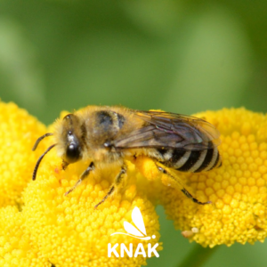 Seidenbiene (Colletes sp.)