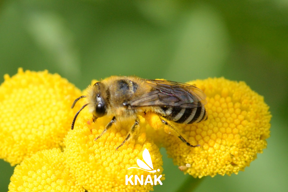 Seidenbiene (Colletes sp.)