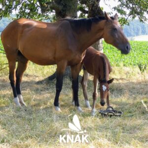 Hauspferd (Equus caballus subsp. caballus), (c) Lothar Fassnacht/NABU-naturgucker.de