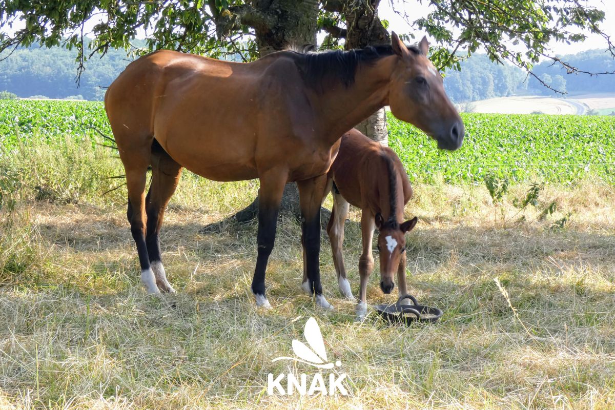 Hauspferd (Equus caballus subsp. caballus), (c) Lothar Fassnacht/NABU-naturgucker.de