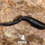 Pferdeegel (Haemopis sanguisuga), (c) Johannes Tauber/NABU-naturgucker.de