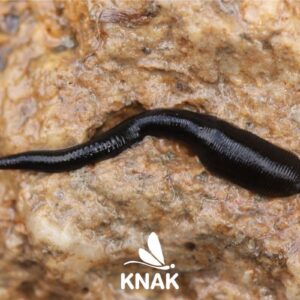 Pferdeegel (Haemopis sanguisuga), (c) Johannes Tauber/NABU-naturgucker.de