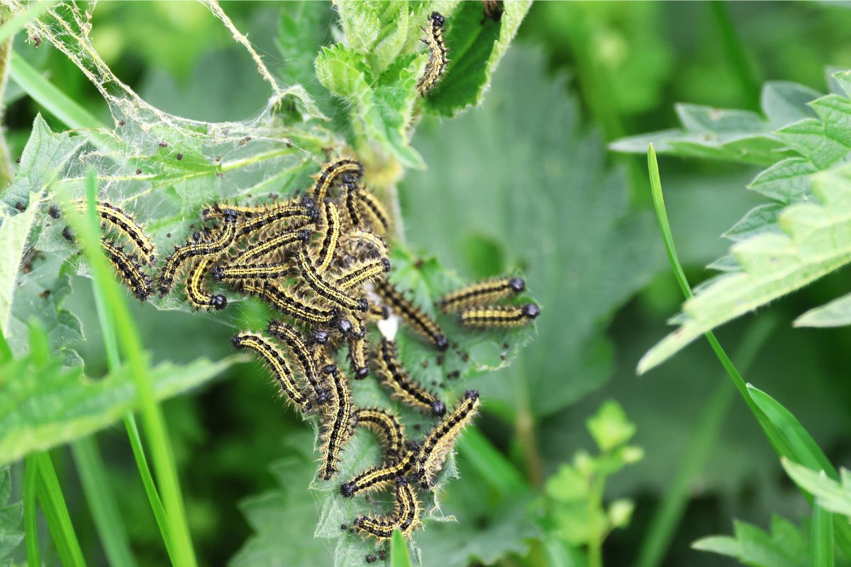 Raupe Kleiner Fuchs (Aglais urticae), (c) Karin Herr/NABU-naturgucker.de