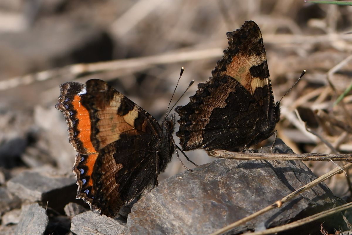Kleiner Fuchs (Aglais urticae), (c) Karin Meier/NABU-naturgucker.de